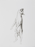 Hängeder Hund, Pinselzeichnung, Tusche auf Papier, 62 x 47 cm, 2018
